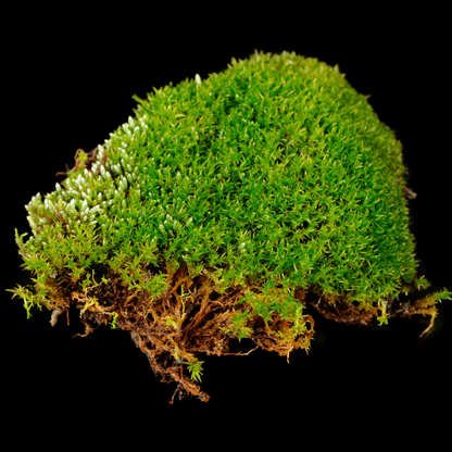 Sphagnum moss living / Sphagnum moss fresh