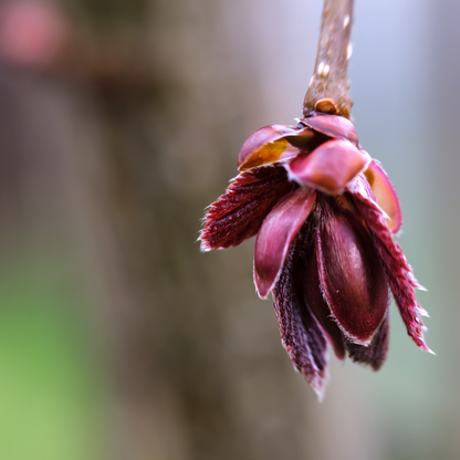Corylus maxima Purpurea
