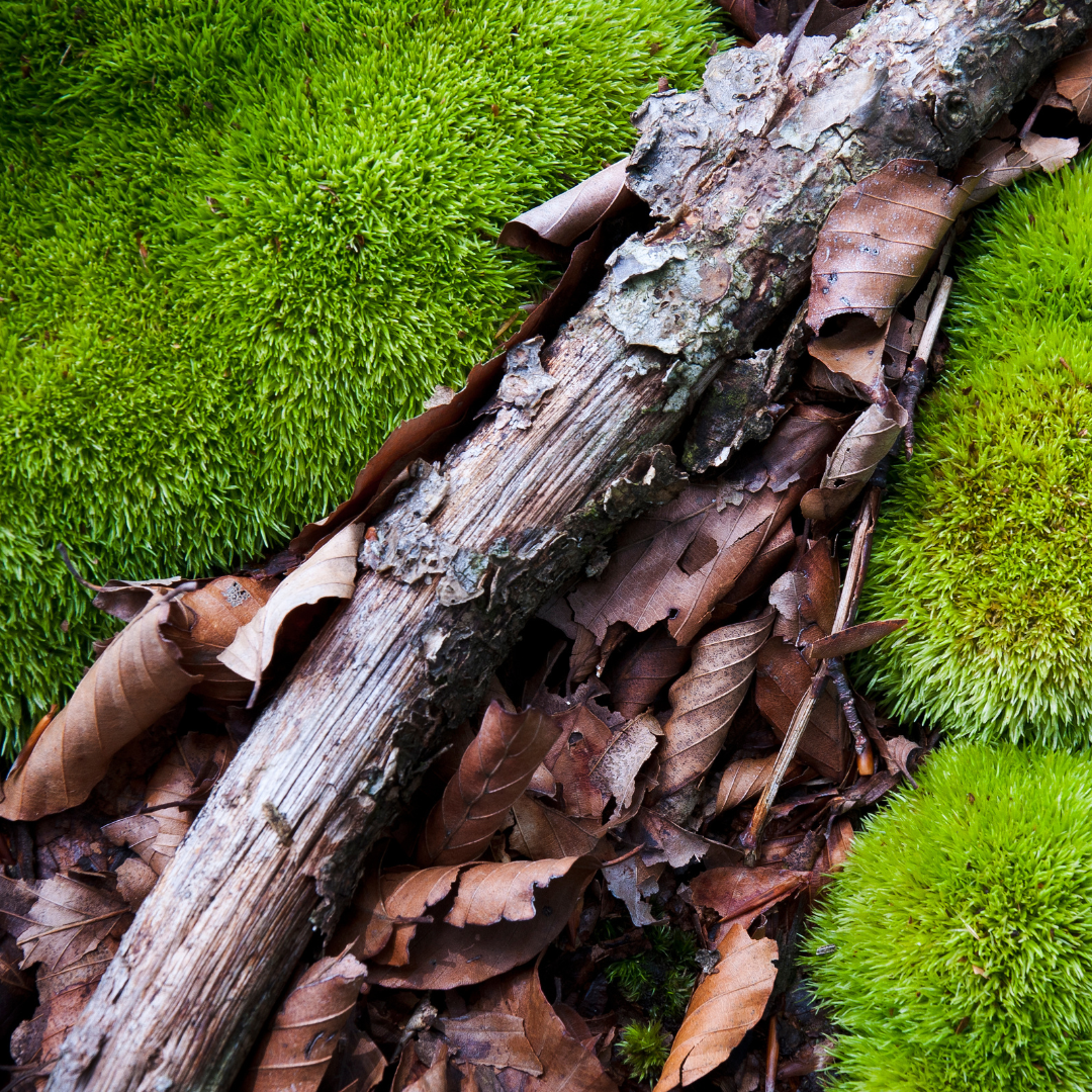 Sphagnum moss living / Sphagnum moss fresh