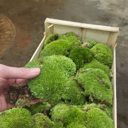 Sphagnum moss living / Sphagnum moss fresh