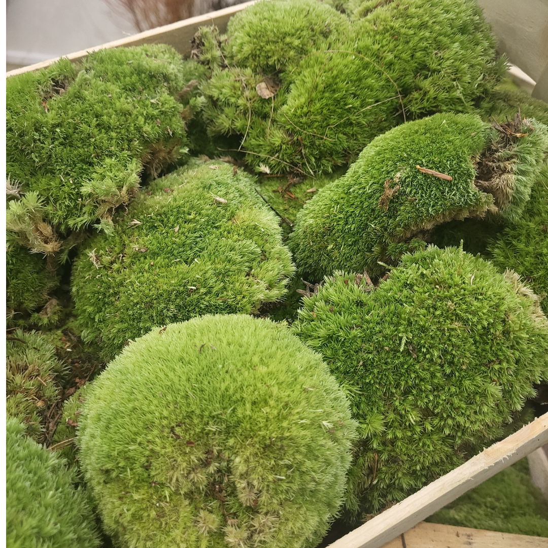 Sphagnum moss living / Sphagnum moss fresh