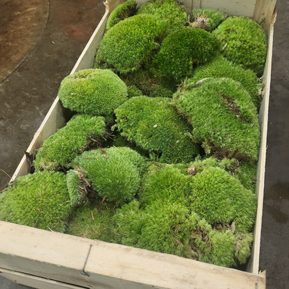 Sphagnum moss living / Sphagnum moss fresh