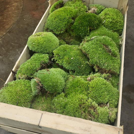 Sphagnum moss living / Sphagnum moss fresh