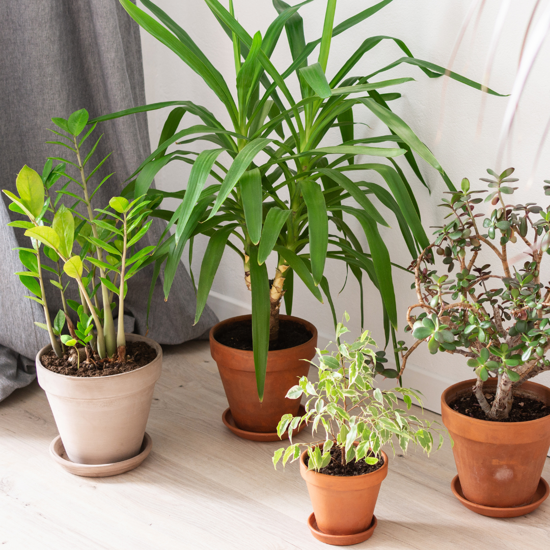 Zamioculcas zamiifolia