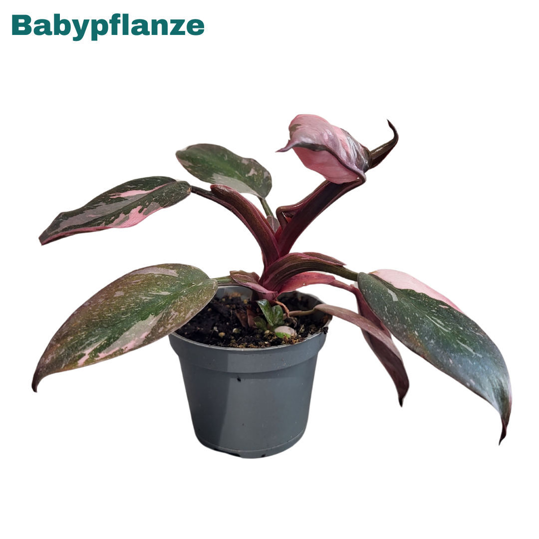 Philodendron Pink Princess Marble