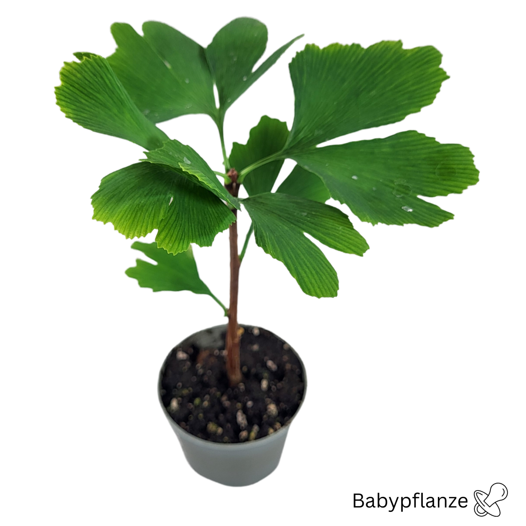Ginkgo biloba baby plant