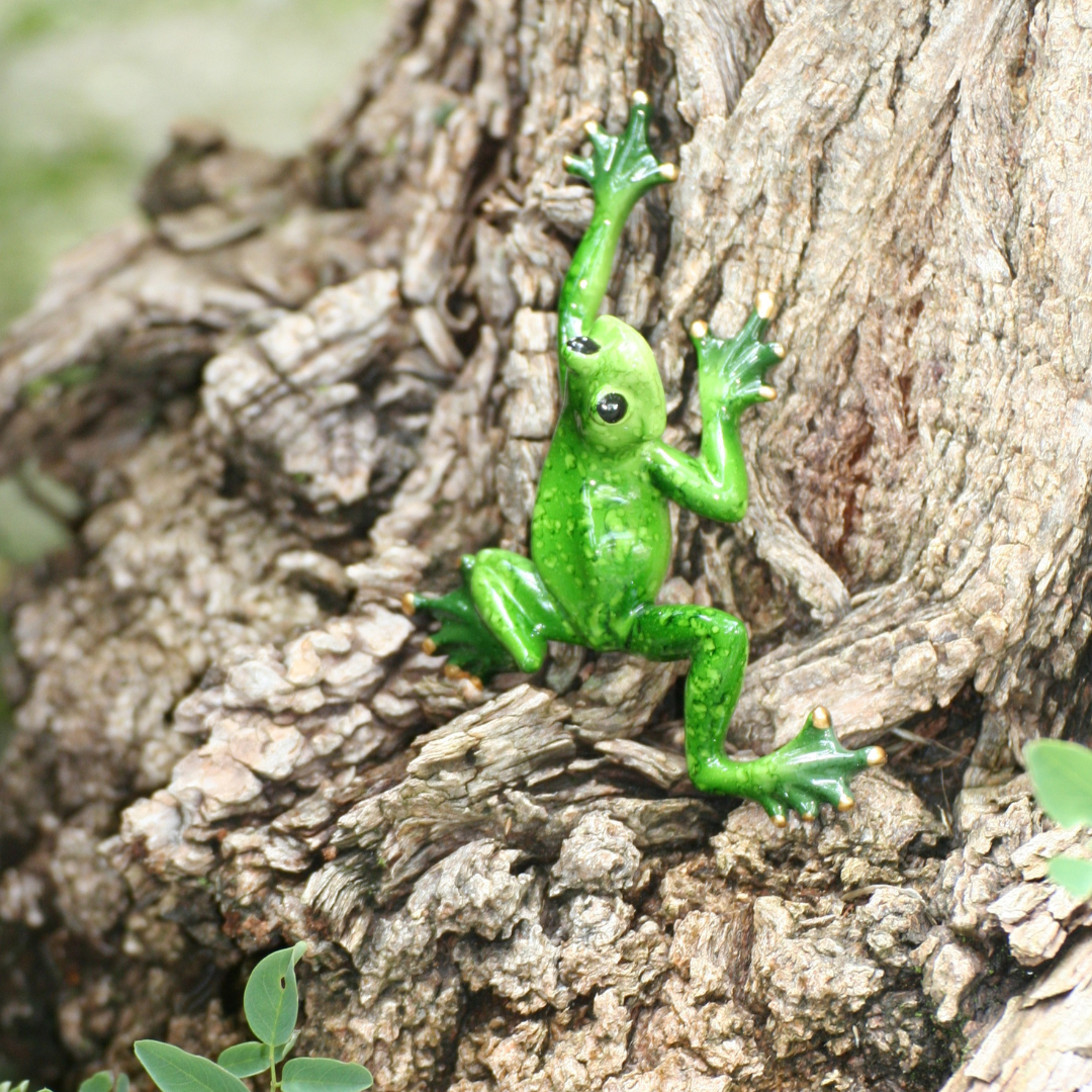 Grenouilles étirées