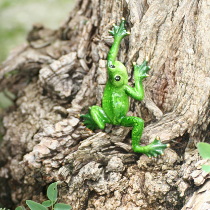Grenouilles étirées
