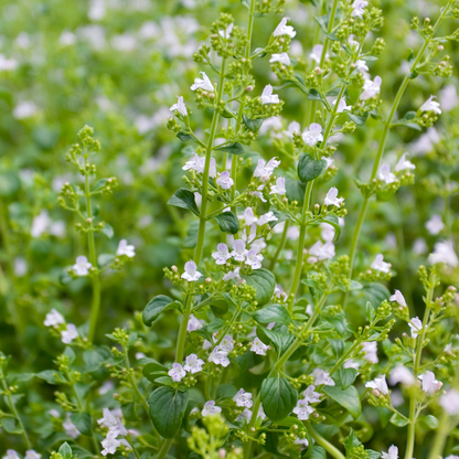 Calamintha nepeta 'Triumphator'