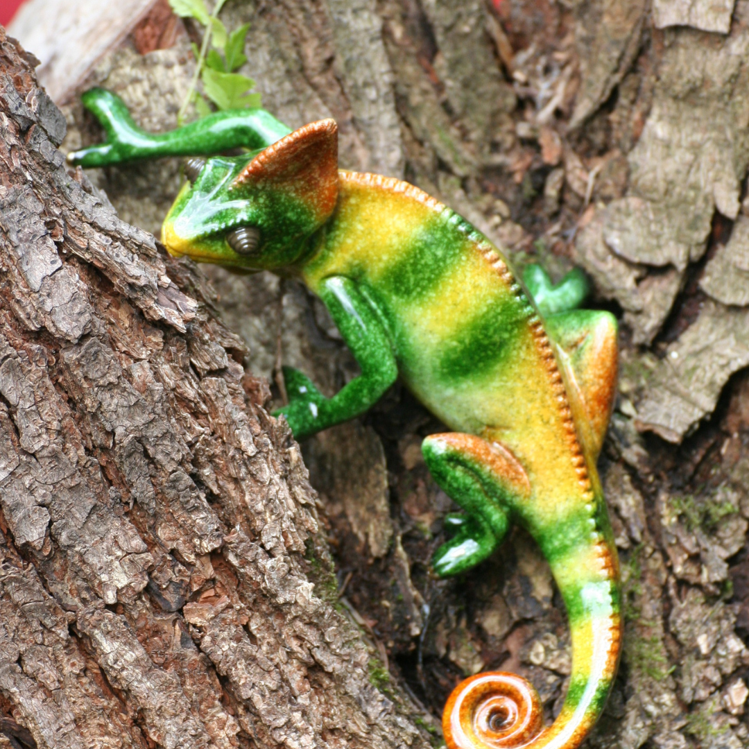 caméléon