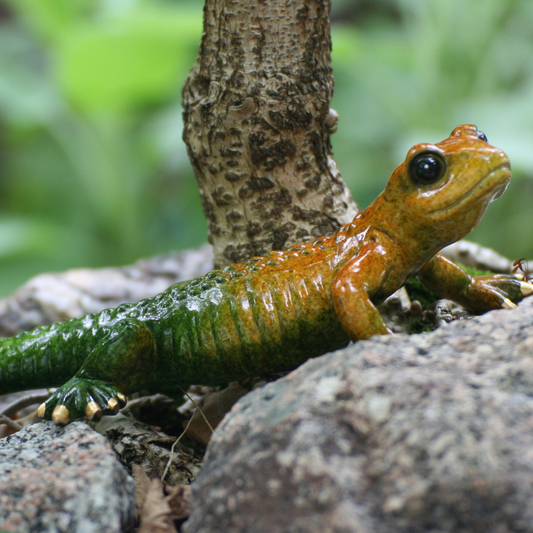 salamander