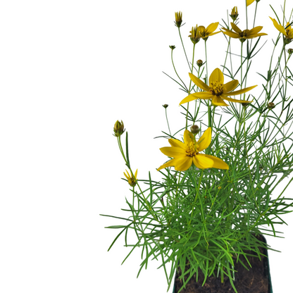 Coreopsis verticillata 'Zagreb'