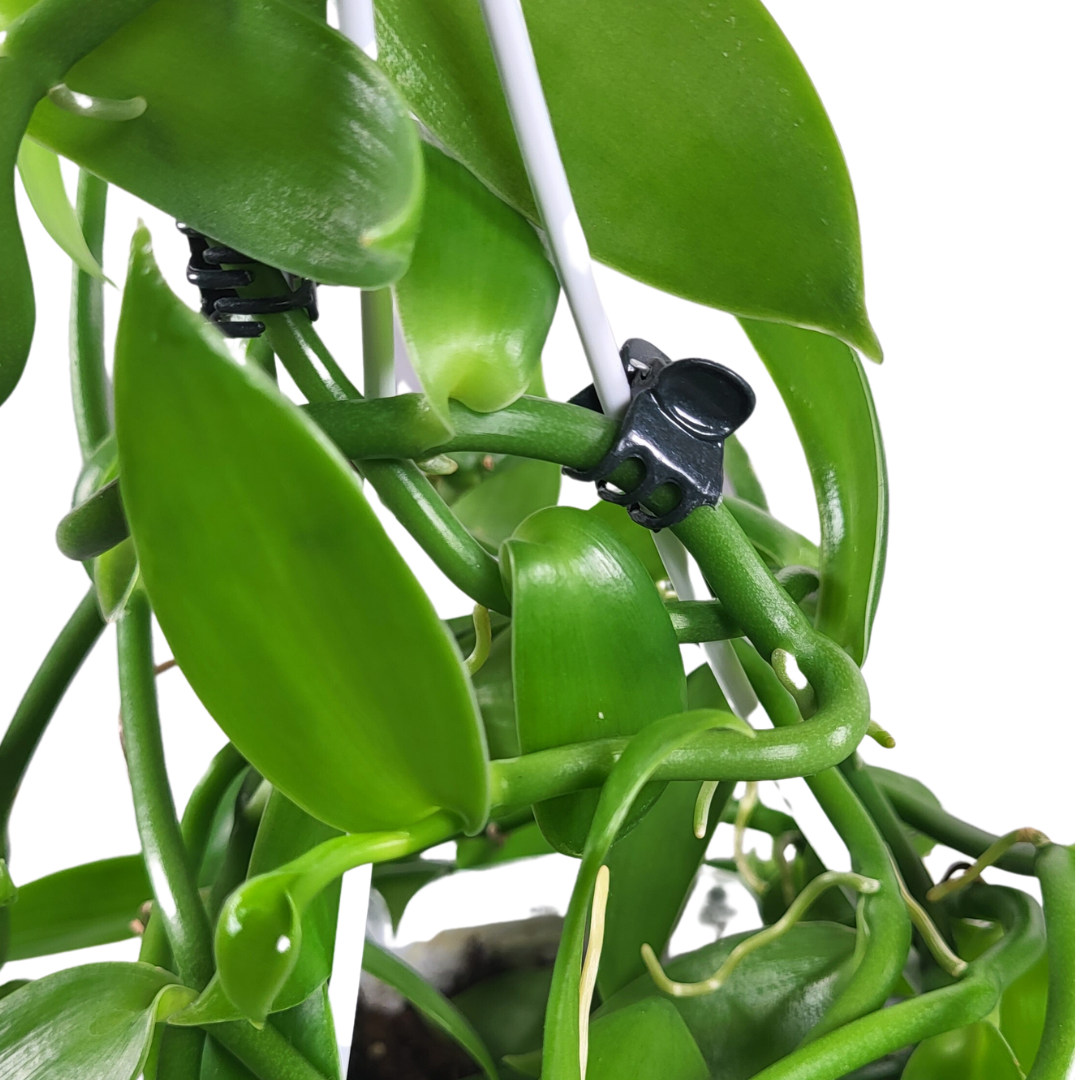Vanilla planifolia