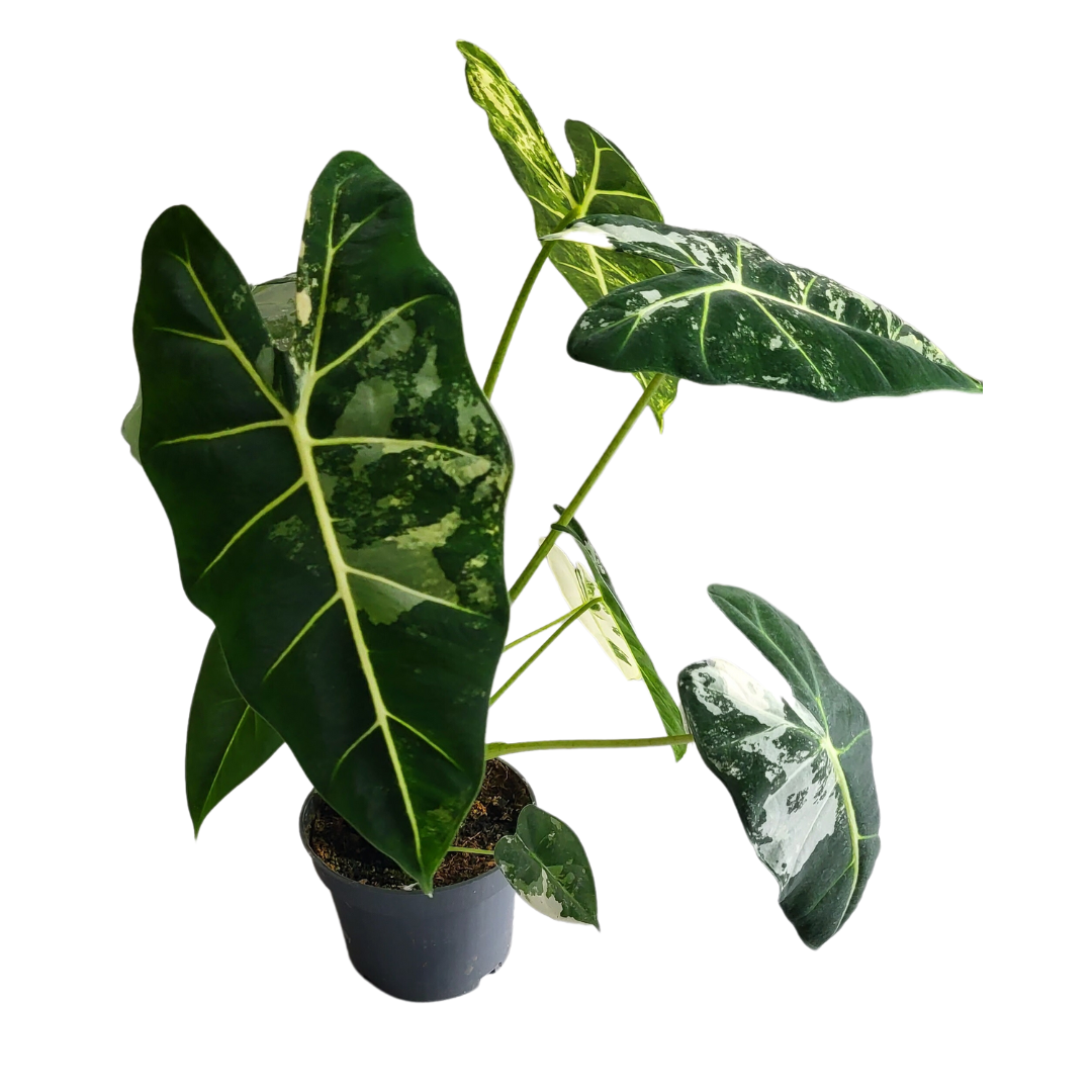 Alocasia Frydek variegata