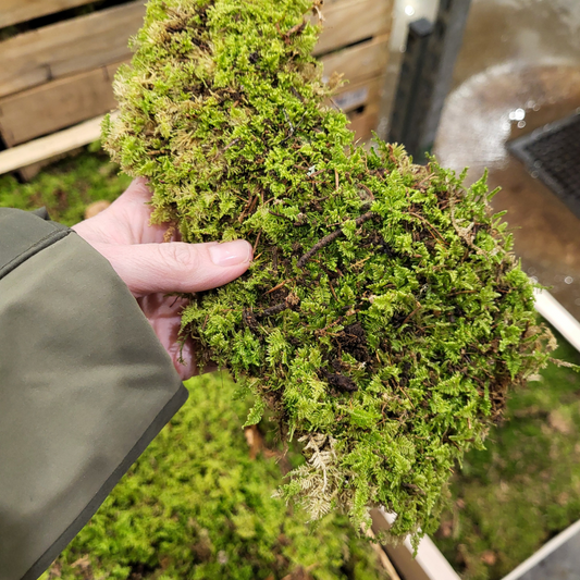 Sphagnum moss living / Sphagnum moss fresh