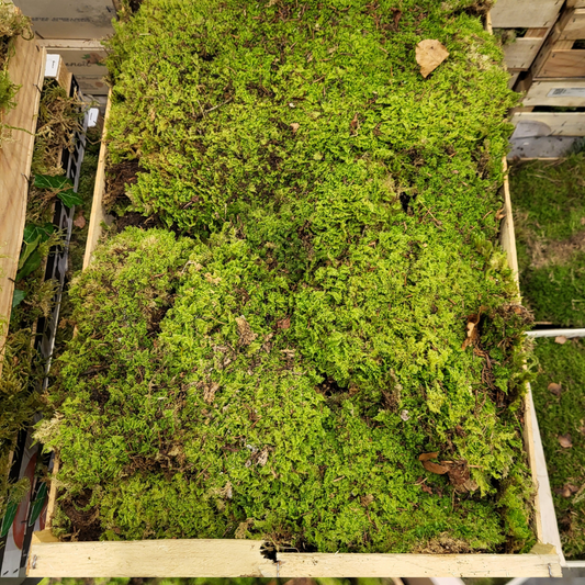 Sphagnum moss living / Sphagnum moss fresh