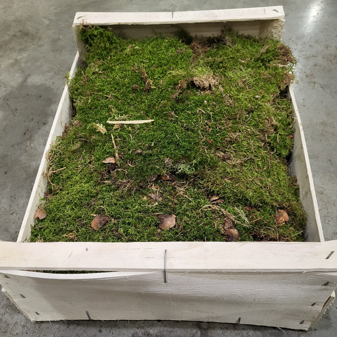 Sphagnum moss living / Sphagnum moss fresh