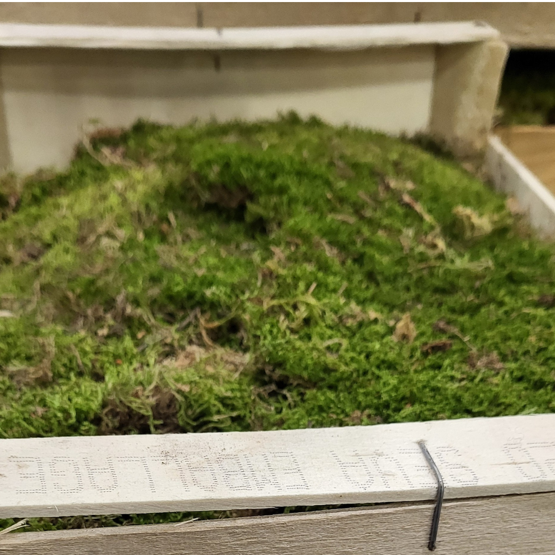 Sphagnum moss living / Sphagnum moss fresh