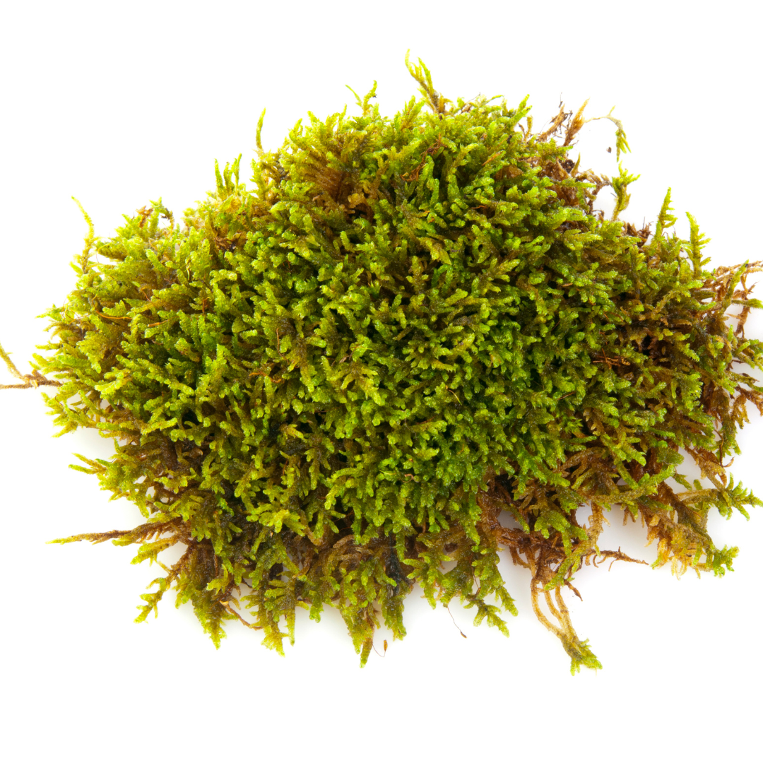 Sphagnum moss living / Sphagnum moss fresh