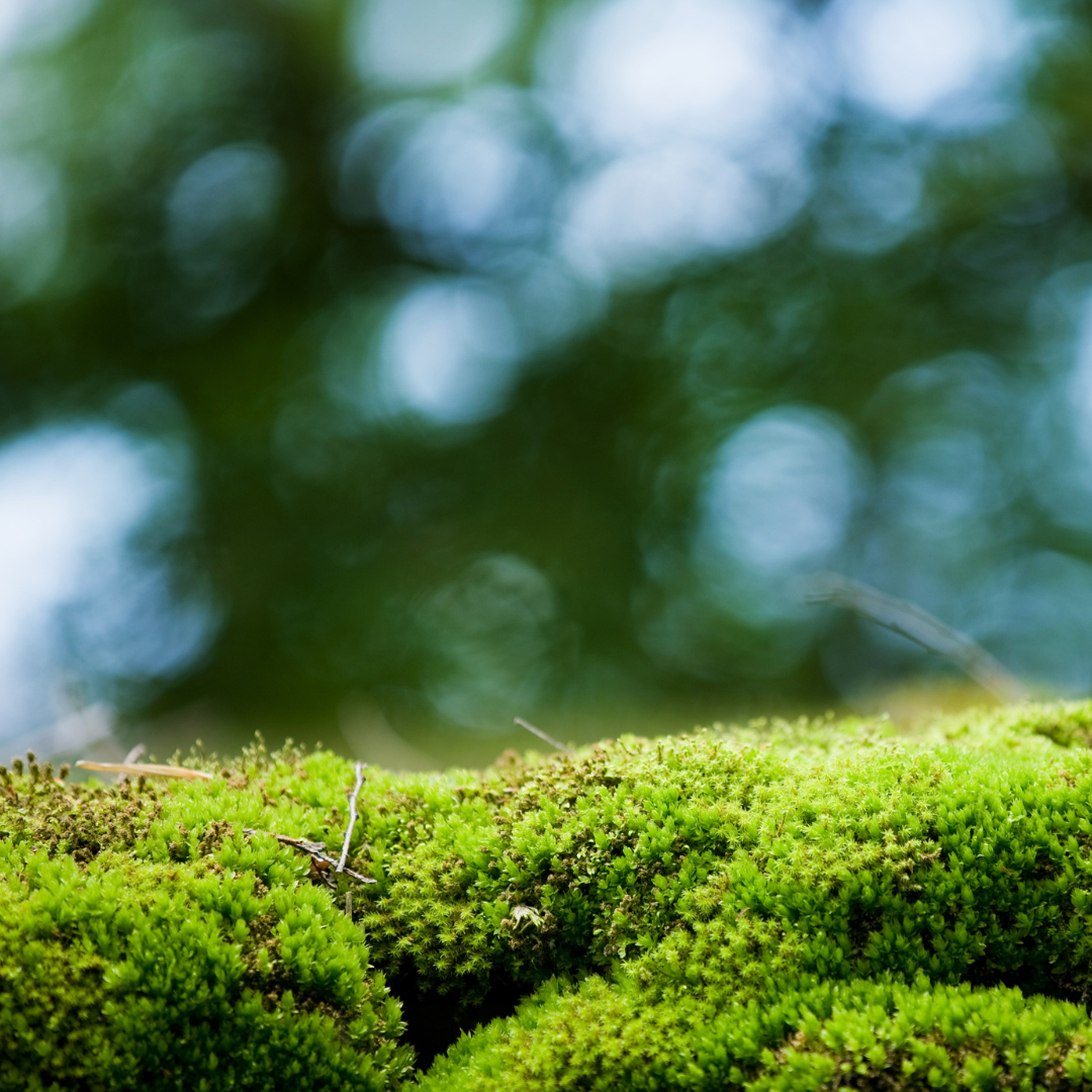 Sphagnum moss living / Sphagnum moss fresh