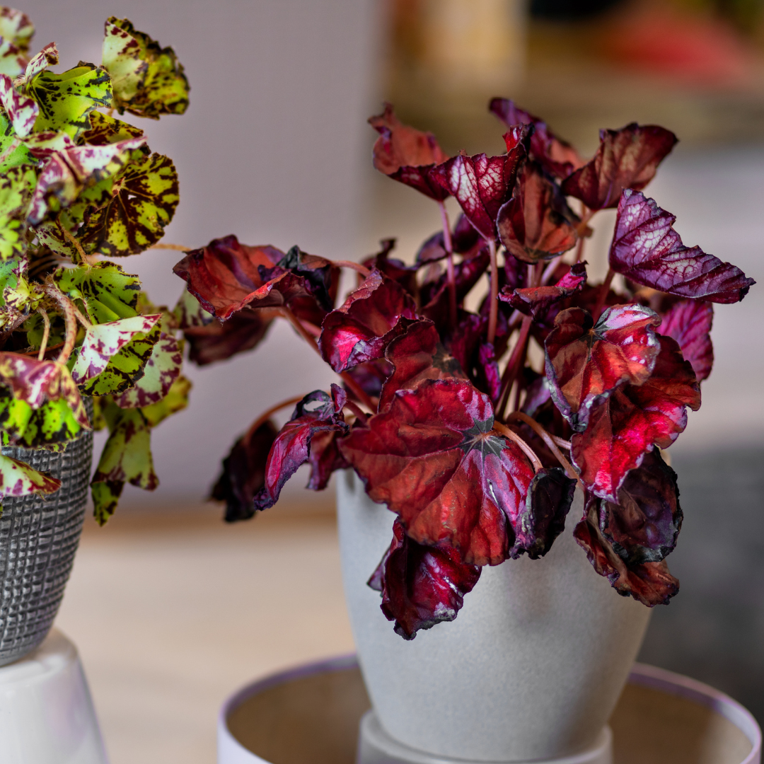 Begonie Rex Roter Kuss®