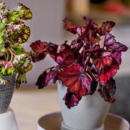 Begonie Rex Roter Kuss®