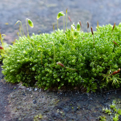 Sphagnum moss living / Sphagnum moss fresh