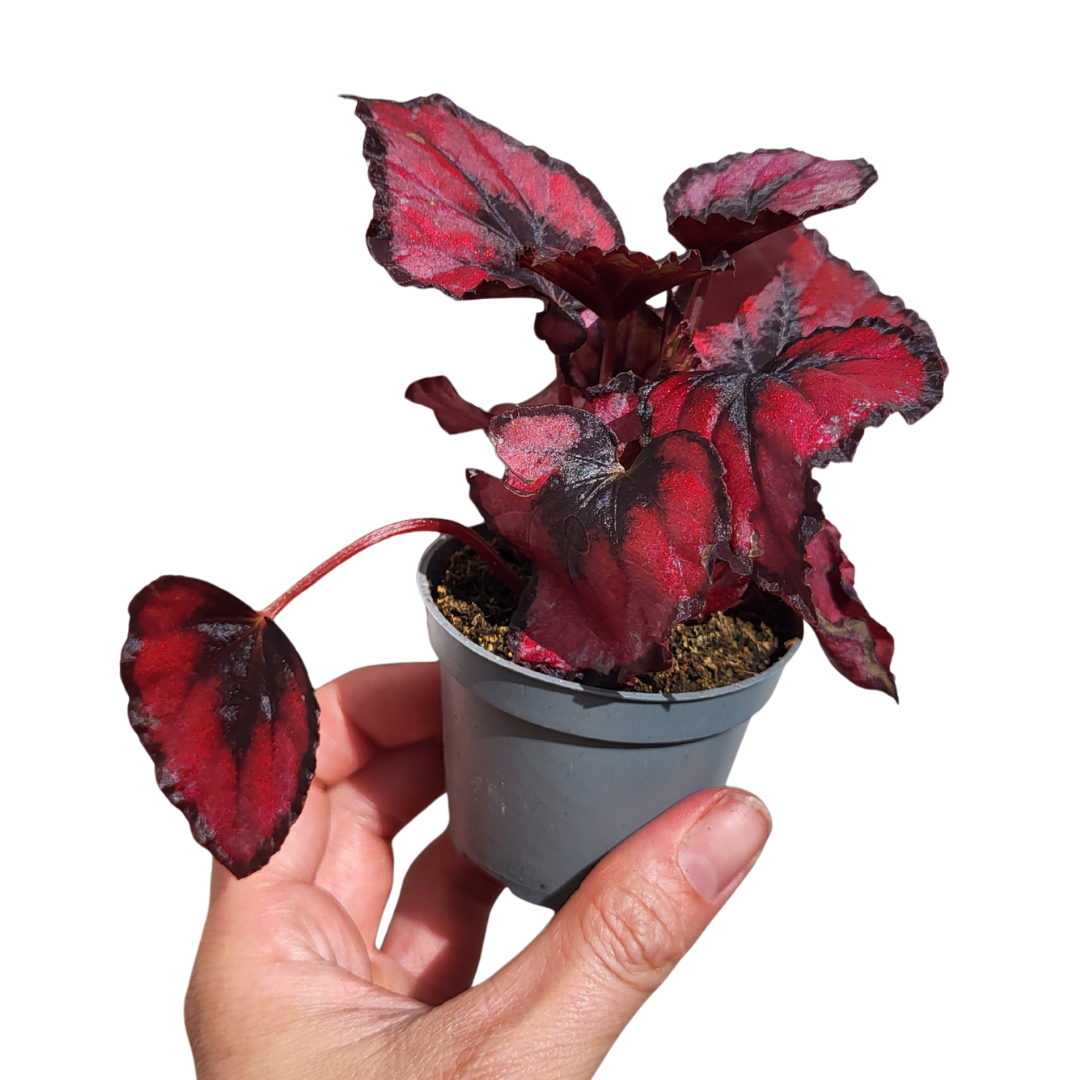 Begonie Rex Roter Kuss®
