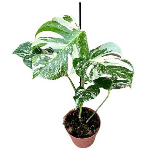 Baby plant Aglaonema commutatum China red