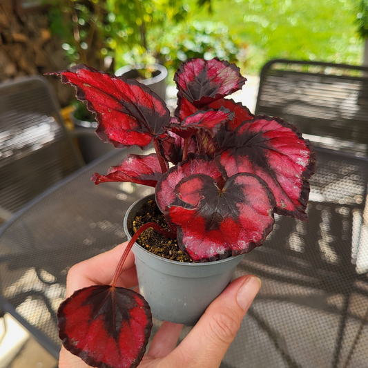 Begonie Rex Roter Kuss®