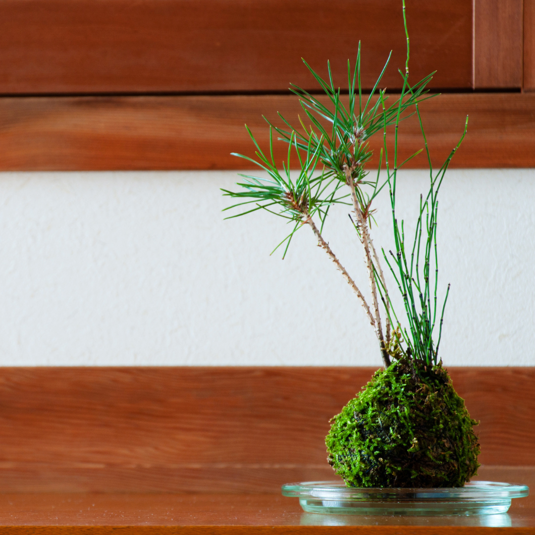 Sphagnum moss living / Sphagnum moss fresh