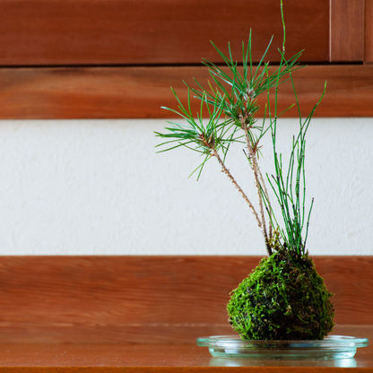 Sphagnum moss living / Sphagnum moss fresh