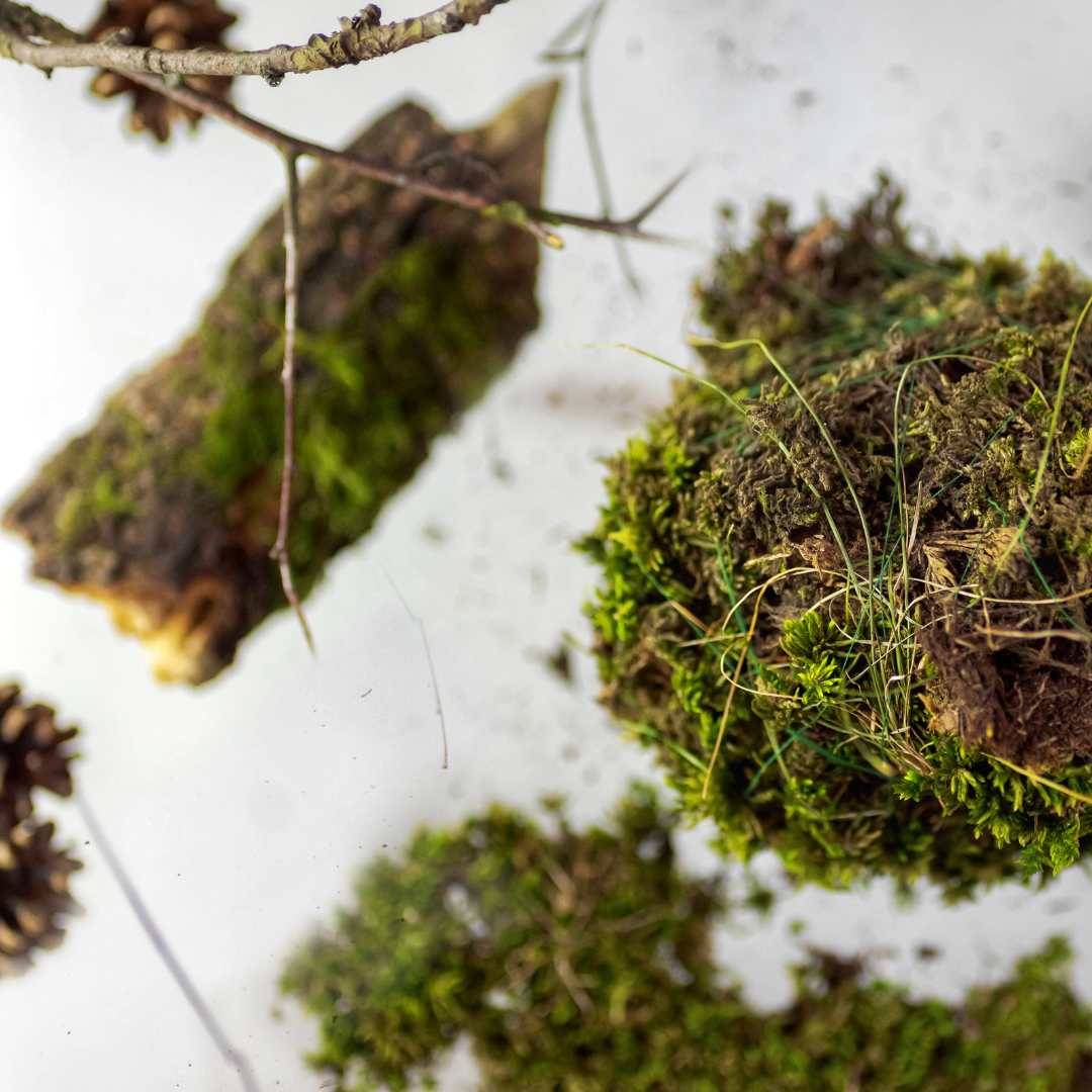 Sphagnum moss living / Sphagnum moss fresh