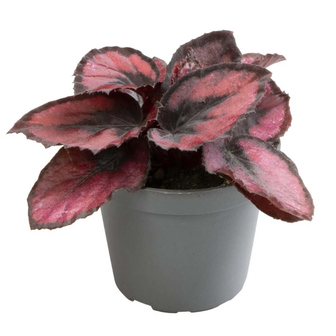 Begonie Rex Roter Kuss®
