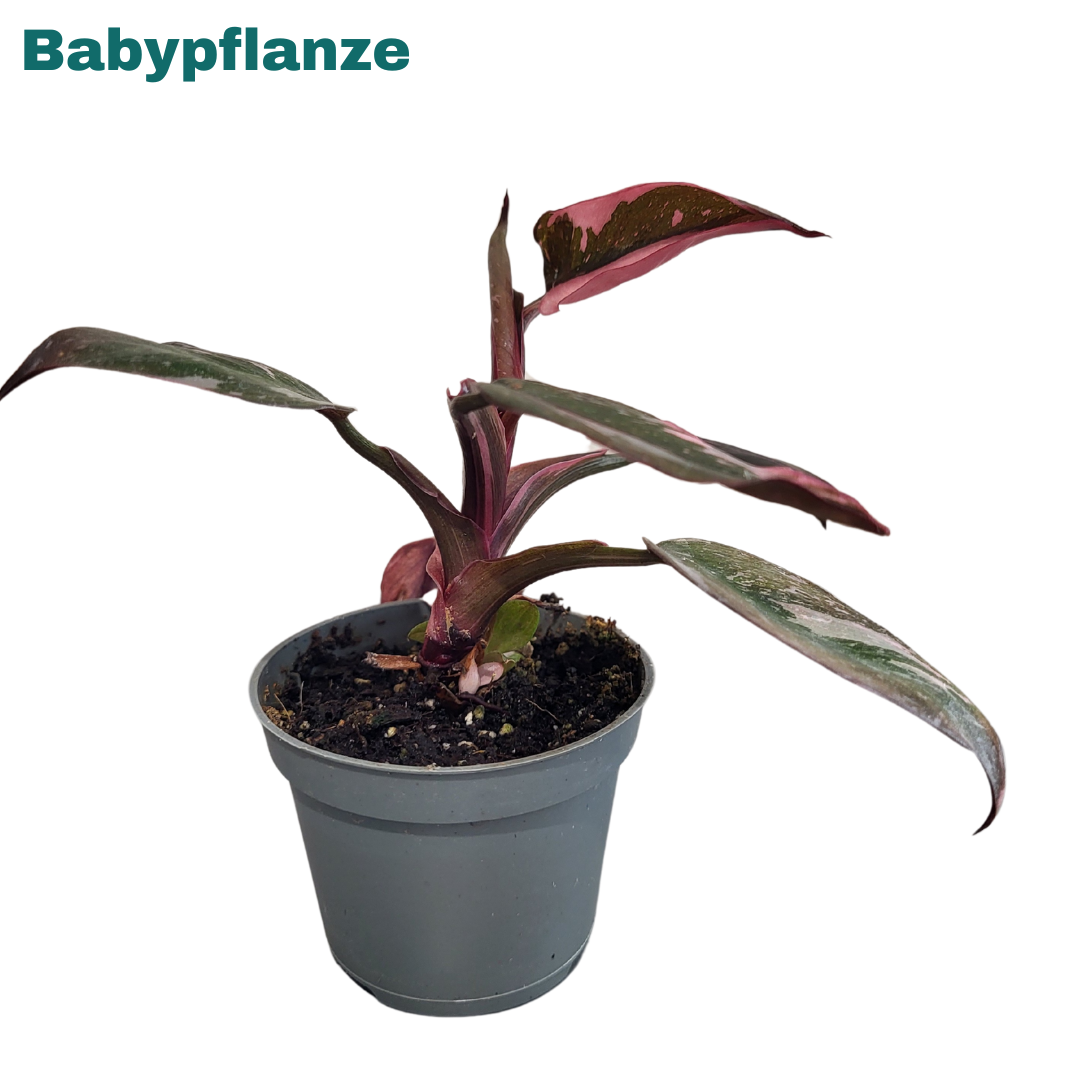 Philodendron Pink Princess Marble