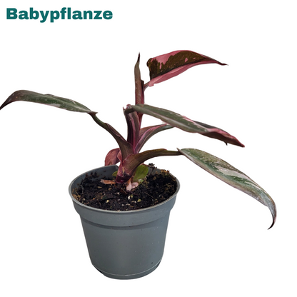 Philodendron Pink Princess Marble