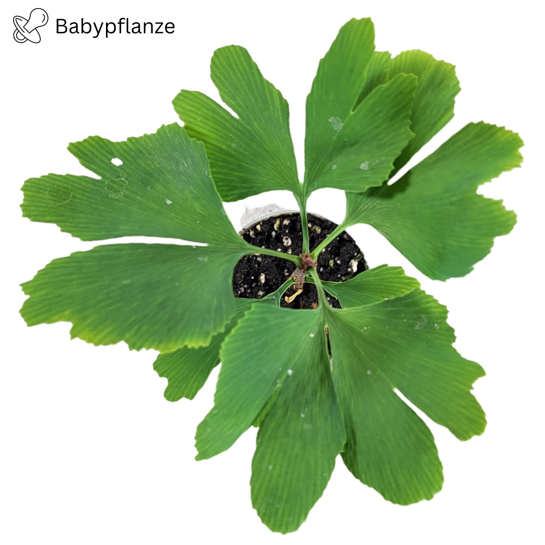Ginkgo biloba baby plant