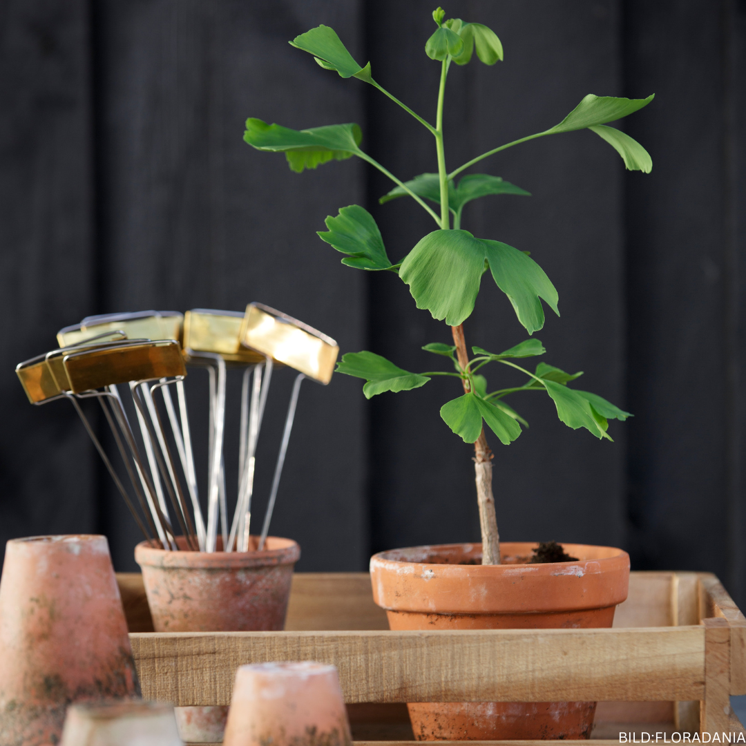 Ginkgo biloba baby plant