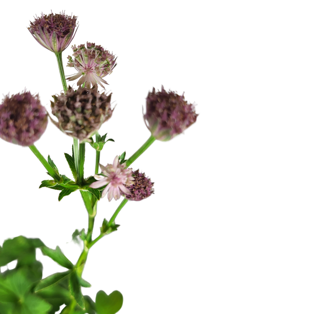 Astrantia major 'Roma'