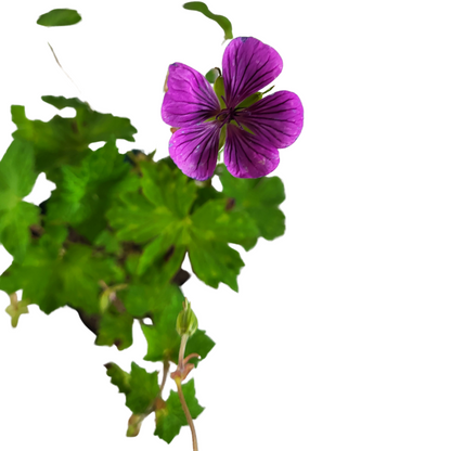 Geranium wallichianum 'Pink Penny'