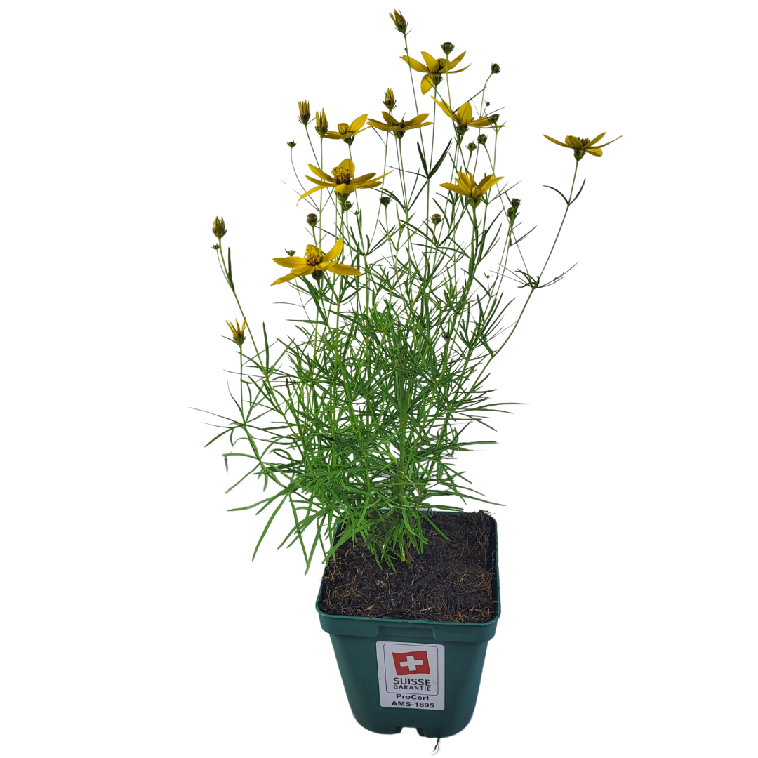 Coreopsis verticillata 'Zagreb'