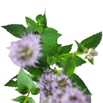 Agastache rugosa 'Blue Fortune'