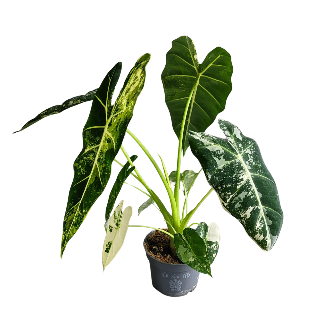 Alocasia Frydek variegata