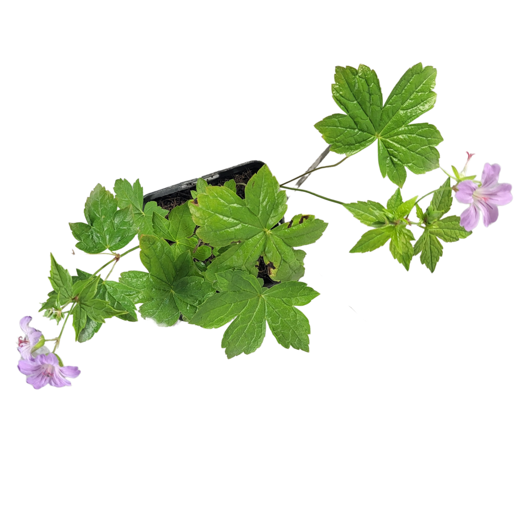 Geranium nodosum