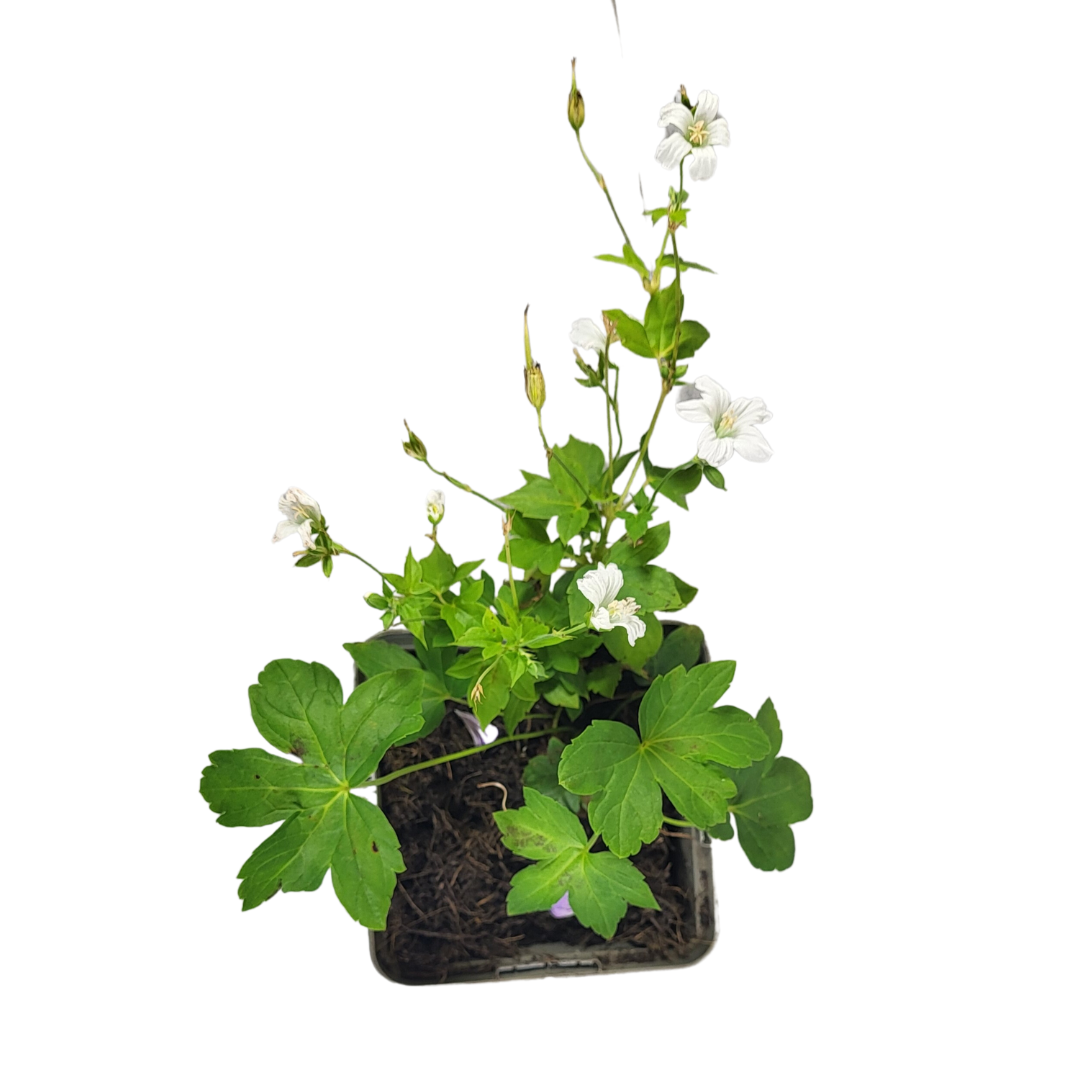 Géranium nodosum 'Silverwood' ®