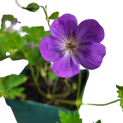 Geranium wallichianum 'Rozanne'