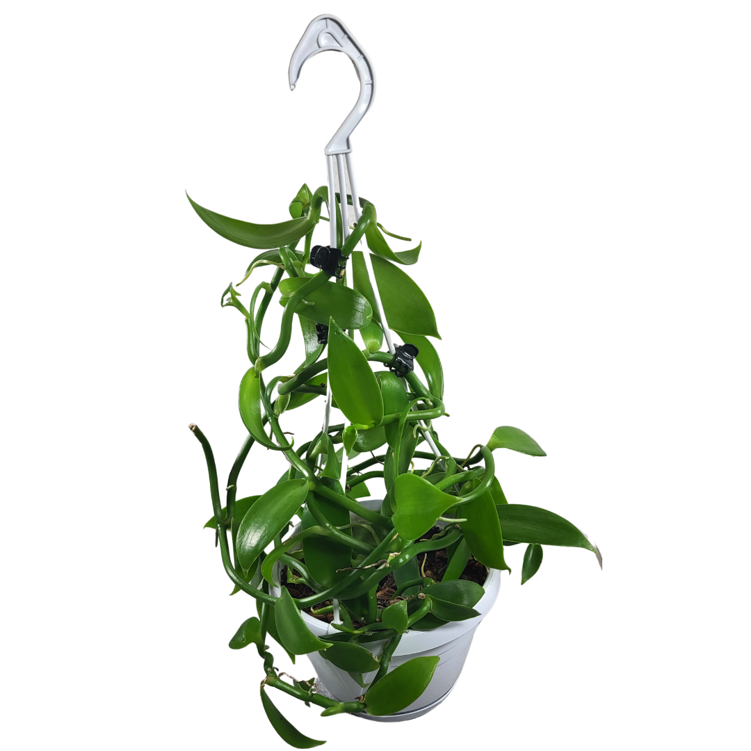 Vanilla planifolia