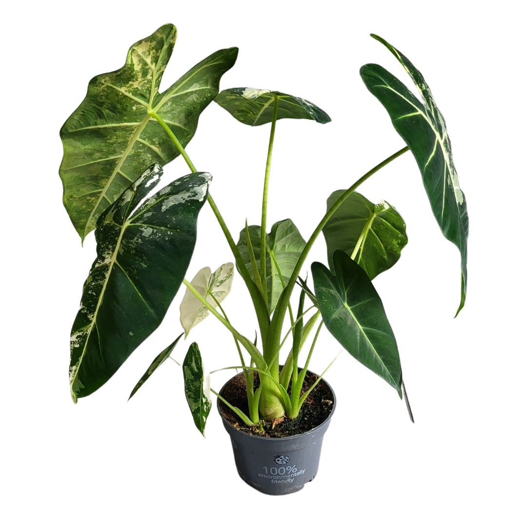 Alocasia Frydek variegata
