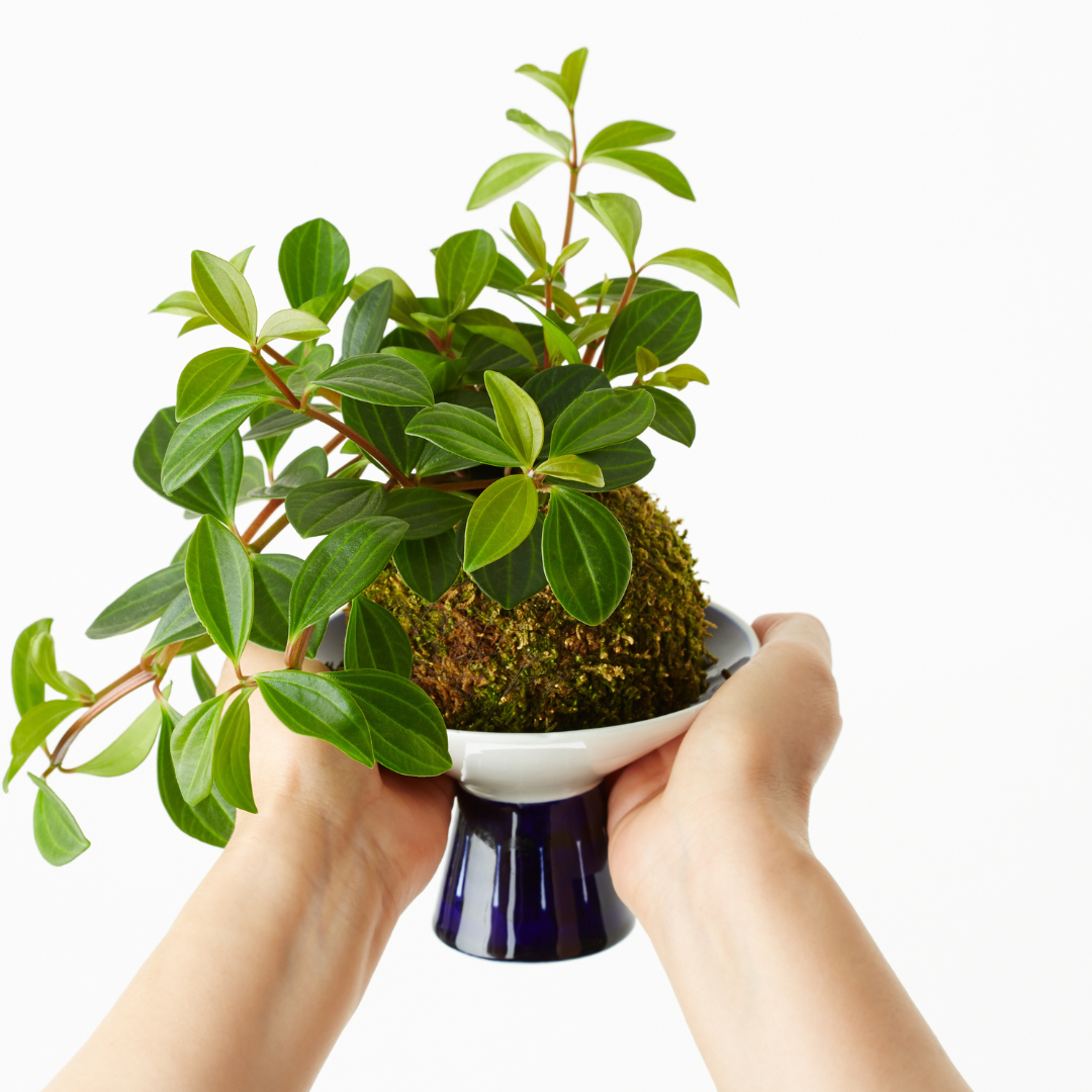 Sphagnum moss living / Sphagnum moss fresh