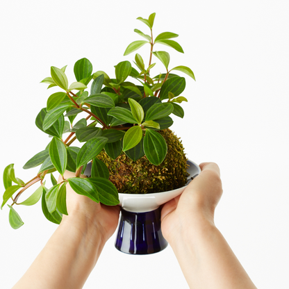 Sphagnum moss living / Sphagnum moss fresh